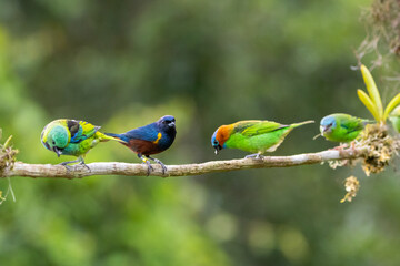 Grupo de aves diversas da Mata Atlântica / Group of diverse birds from the Atlantic Forest