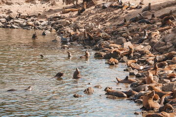 Sea lions gathering on rocky shoreline in natural habitat, varying in color and posture. Coastal...