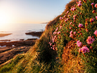 Small pink wild flowers grow on a slope of a hill in focus. Ocean and sunset sky in the background....