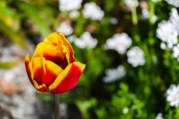 Beautiful red and yellow flowers in the park .London, UK, 24 March 2024