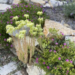 Flowerbed with european stonecrop, petrosedum ochroleucum
