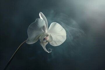 A single, exotic orchid bloom floats in mid-air, its delicate petals and subtle curves suspended...