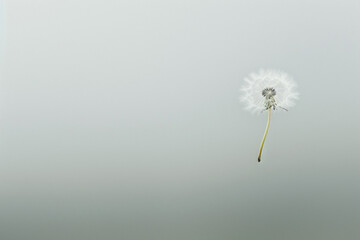 A single dandelion seed floating in the air against a clear background.