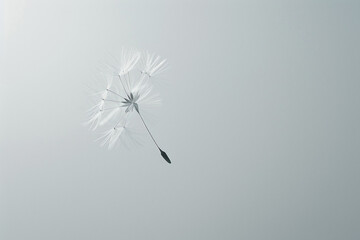 A single dandelion seed floating in the air against a clear background.