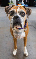 Very friendly bulldog dog found on the street.
