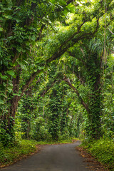 Kalapana's Enchanting Hawaiian Tree Tunnel Road - 
A serene journey through Kalapana&rsquo;s Tree Tunnel Road, draped in a lush canopy of tropical Hawaiian foliage.