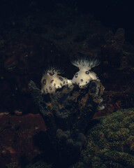 pequeños nudibranquios en familia