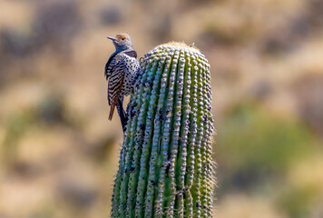 A female Gilded Flicker, with a grey cap and brown face with black spots, perches thoughtfully on a cactus, gazing into the vast desert beyond.