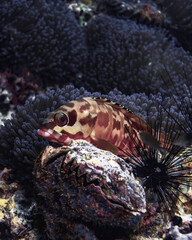 pequeño pececito rodeado de coral