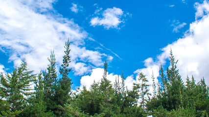 Árboles en un hermoso cielo celeste lleno de nubes