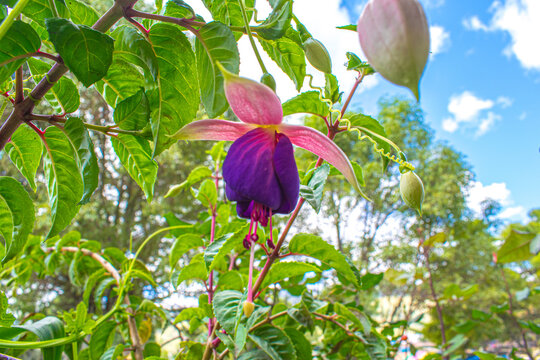 Flor de la cantuta