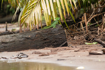 tortuguero wildlife: jesus christ lizard/plumed basilik (Basiliscus plumifrons) national park of costa rica