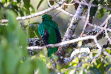 green bird on a branch in rainforest