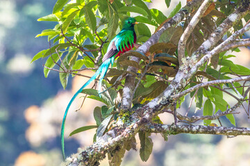 resplendent quetzal (Pharomachrus mocinno) sitting on branch in San Gerardo de Dota of costa rica