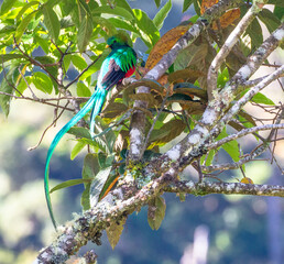 maya symbol: quetzal sitting on branch