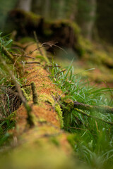 dead stam of a tree lying down and covering slowly with moss and decomposing