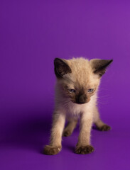 Curious Siamese Kitten on Purple Concept of National Cat Day. Part of series
