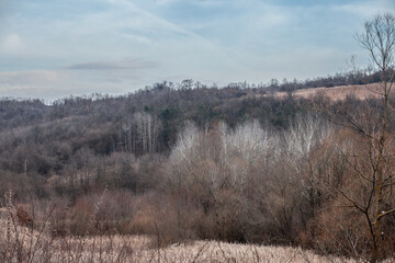 Panorama of bare trees at dusk in a typical european forest in winter, dry, in barajevo, by the...
