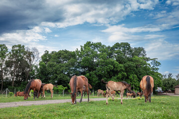 Selective blur on a group, a herd of horses, brown in the afternoon, with some young foals with...