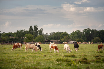Selective blur on a herd of cows, including some Holstein frisian cow, with its typical brown and white fur in a grassland pasture in Zasavica, Serbia.