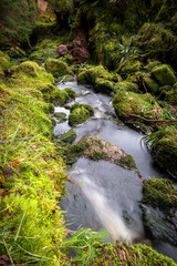 Cascades and waterfalls on mountain stream or creek, between mossy rocks in Irish woods