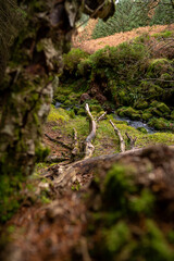 Cascades and waterfalls on mountain stream or creek, between mossy rocks in Irish woods