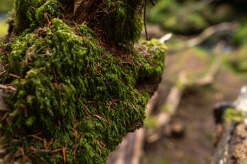 Pine needles and moss with dew on the forest floor ground with old tree landscape. Close up,...