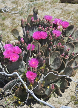 Beavertail cactus, Opuntia basilaris, also called beavertail pricklypear. Found in the Mojave, Sonoran, Colorado desert in Joshua Tree National Park. Seen in Spring with pink blooms and buds.