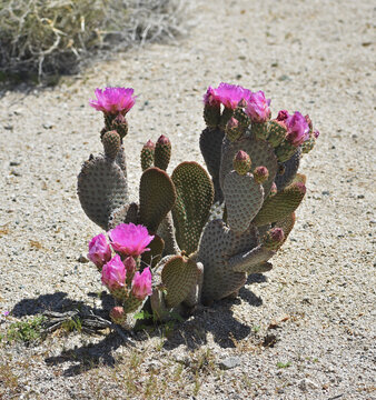 Beavertail cactus, Opuntia basilaris, also called beavertail pricklypear. Found in the Mojave, Sonoran, Colorado desert in Joshua Tree National Park. Seen in Spring with pink blooms and buds.