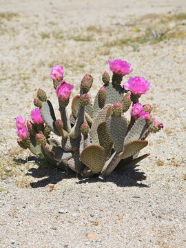 Beavertail cactus, Opuntia basilaris, also called beavertail pricklypear. Found in the Mojave, Sonoran, Colorado desert in Joshua Tree National Park. Seen in Spring with pink blooms and buds.