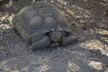 Mojave Desert Tortoise, Gopherus agassizii. 3/4 front view showing head, gular horn and front feet. Seen in Joshua Tree National Park. This is the official state reptile in California.