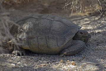 Mojave Desert Tortoise, Gopherus agassizii. Side view showing head, gular horn and feet. Seen in the Cottonwood region of Joshua Tree National Park. This is the official state reptile in California.