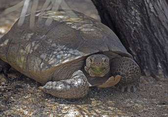 Mojave Desert Tortoise, Gopherus agassizii. 3/4 front view showing head facing camera, gular horn and front feet. Seen in Joshua Tree National Park. This is the official state reptile in California.