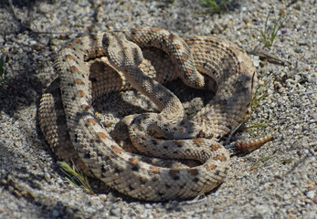 Mojave Desert Sidewinder, Crotalus cerastes cerastes, also called horned rattlesnake or sidewinder rattlesnake. Pair of mating venomous pit vipers found in Joshua Tree National Park.