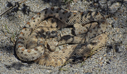 Mojave Desert Sidewinder, Crotalus cerastes cerastes, also called horned rattlesnake or sidewinder rattlesnake. Pair of mating venomous pit vipers found in Joshua Tree National Park.