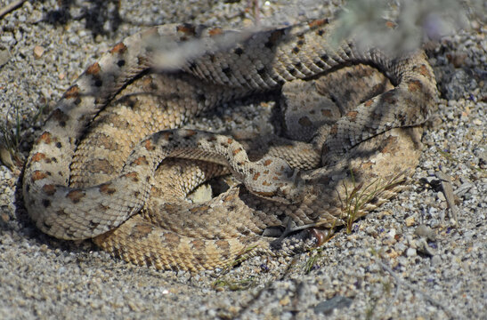 Mojave Desert Sidewinder, Crotalus cerastes cerastes, also called horned rattlesnake or sidewinder rattlesnake. Pair of mating venomous pit vipers found in Joshua Tree National Park.