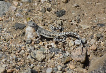 Western Zebra-tailed Lizard - Callisaurus draconoides rhodostictus, female, seen in Joshua Tree National Park. Their camouflage lets them blend into sandy pebbled soil of the desert washes.