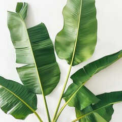 Banana leaves against a white background