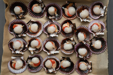 raw scallops in shells laid out on baking parchment