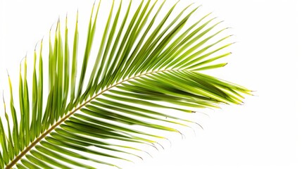 One coconut leaves against a white background