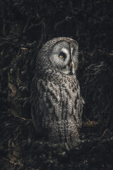 A Great Grey Owl (Strix Nebulosa)