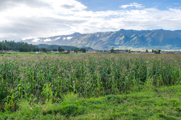 Obraz premium Campo de maíz de pueblo