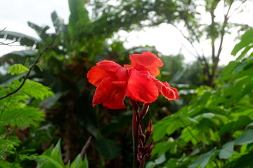 Fototapeta na wymiar photography of the tasbih flower plant or which has the Latin name canna indica