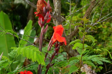 photography of the tasbih flower plant or which has the Latin name canna indica