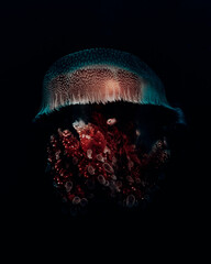 medusa con fondo negro