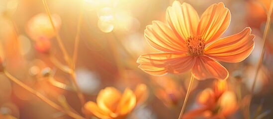 Beautiful orange cosmos flowers blooming in close-up against a blurred background in the morning sunlight, providing ample space for text.