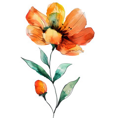 Colorful orange and yellow flower with bud isolated on a transparent background watercolor painting