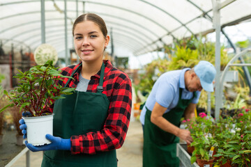 Cheerful female gardener arranging potted Guineana for market and wearing greenhouse uniform