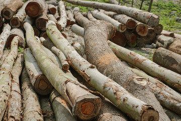 Big piles of chopped fuel wood fallen on the ground (deforestation)