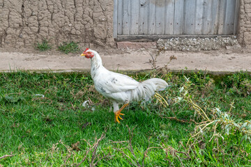 Gallina blanca